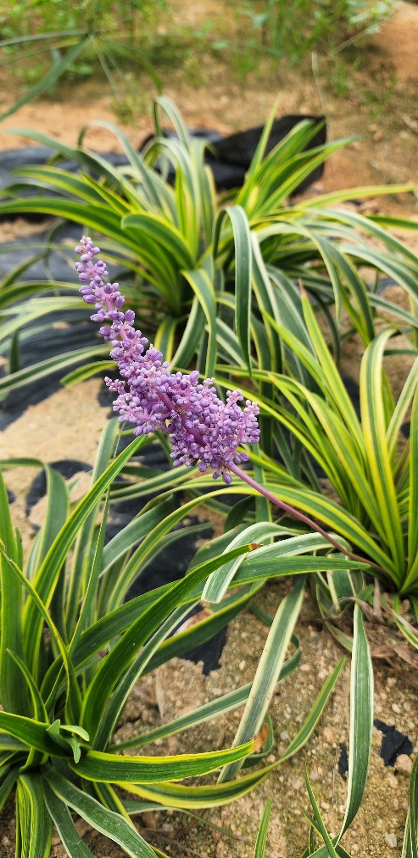 Liriope platyphylla 'URI2022-39'